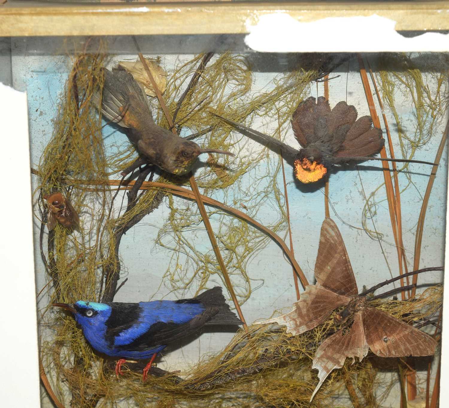 Late Victorian / early 20th century taxidermy diorama of exotic birds of paradise to include humming - Image 2 of 4