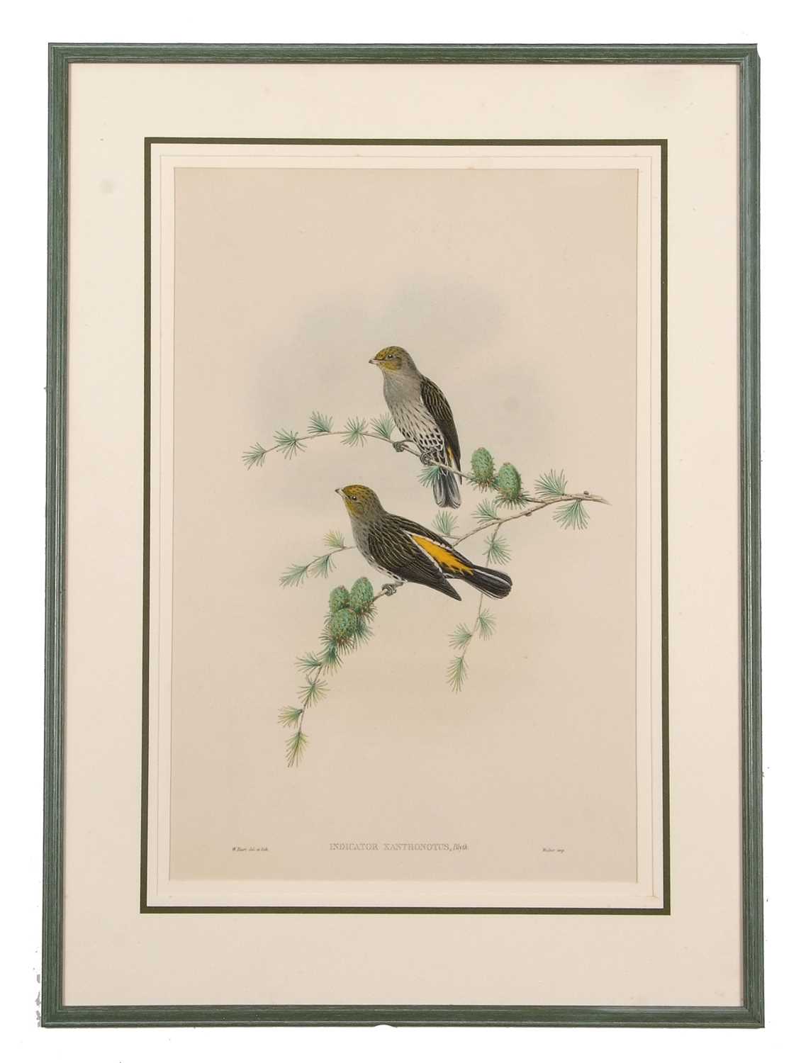 Walter Hart (British, 19th century), 'Indicator Xanthonotus' (Yellow-rumped Honey-guide), hand