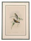 Walter Hart (British, 19th century), 'Indicator Xanthonotus' (Yellow-rumped Honey-guide), hand