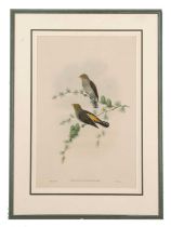 Walter Hart (British, 19th century), 'Indicator Xanthonotus' (Yellow-rumped Honey-guide), hand