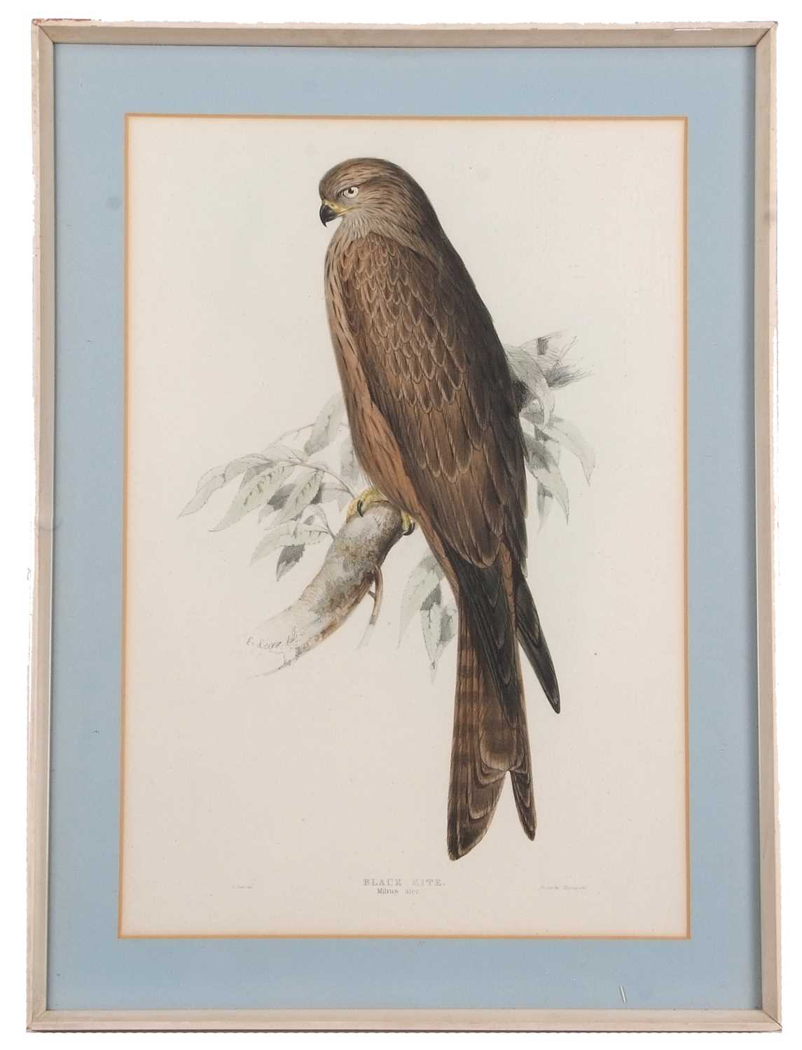 Edward Lear (1812-1888), 'Black Kite. Milvis ater', hand coloured lithograph, printed by Charles - Image 2 of 2