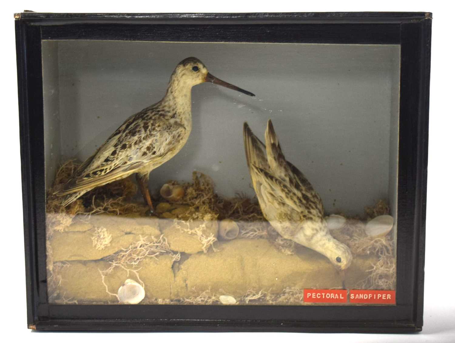 Late Victorian Taxidermy cased pair of Pectoral Sandpipers (Calidris melanotos) set in