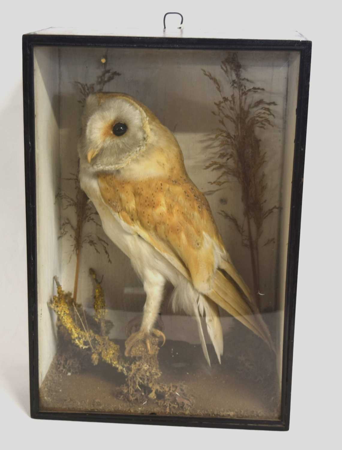 Late 19th/ Early 20th century cased taxidermy Barn Owl (Tyto alba) in ebonised pine case with