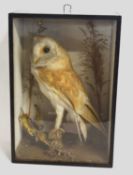 Late 19th/ Early 20th century cased taxidermy Barn Owl (Tyto alba) in ebonised pine case with