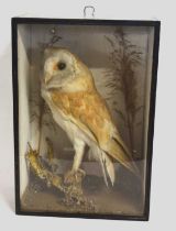 Late 19th/ Early 20th century cased taxidermy Barn Owl (Tyto alba) in ebonised pine case with