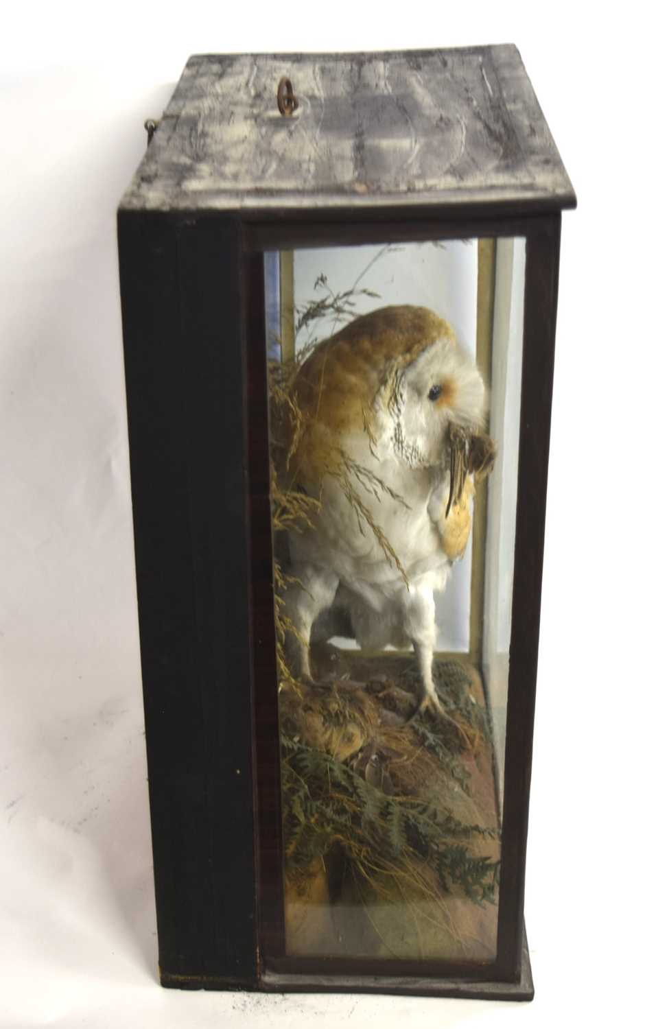 Victorian taxidermy cased Barn Owl (Tyto alba) with dead prey in mouth and under talon, set in - Image 4 of 4