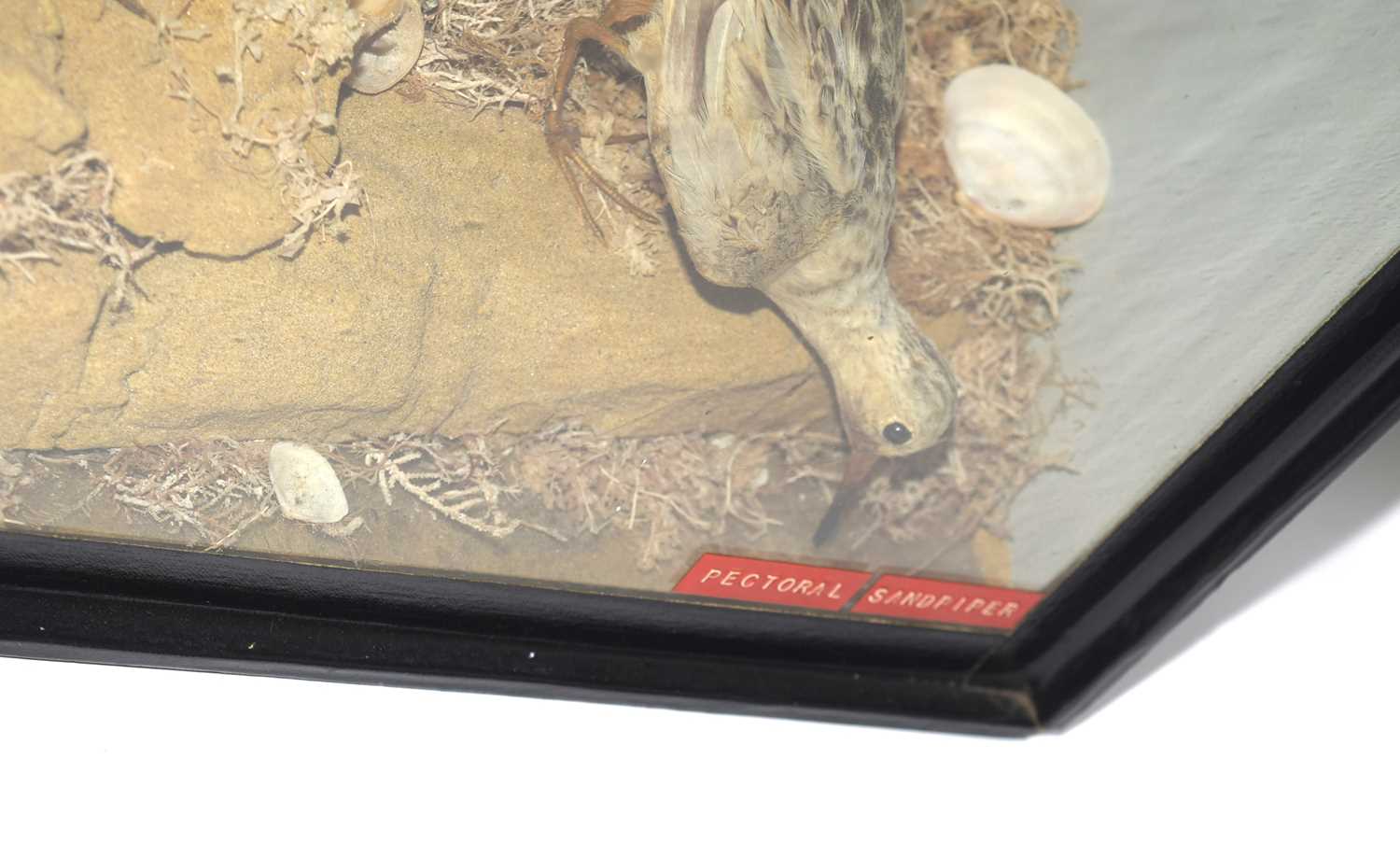 Late Victorian Taxidermy cased pair of Pectoral Sandpipers (Calidris melanotos) set in - Image 5 of 5
