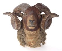 Victorian Circa 1880s Taxidermy Wall mounted Norfolk Horn Rams head by T. Roberts of Norwich with