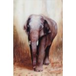 M. Nightingale: 'Rajan' retired logging elephant and baby elephant, lithographs in colours, unframed