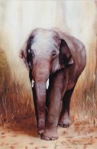 M. Nightingale: 'Rajan' retired logging elephant and baby elephant, lithographs in colours, unframed