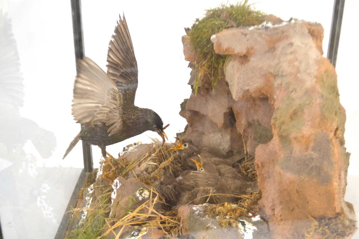 Taxidermy case/diorama of Starlings (Sturnus Vulgaris) and chicks in nest setting, case measurements - Image 3 of 3