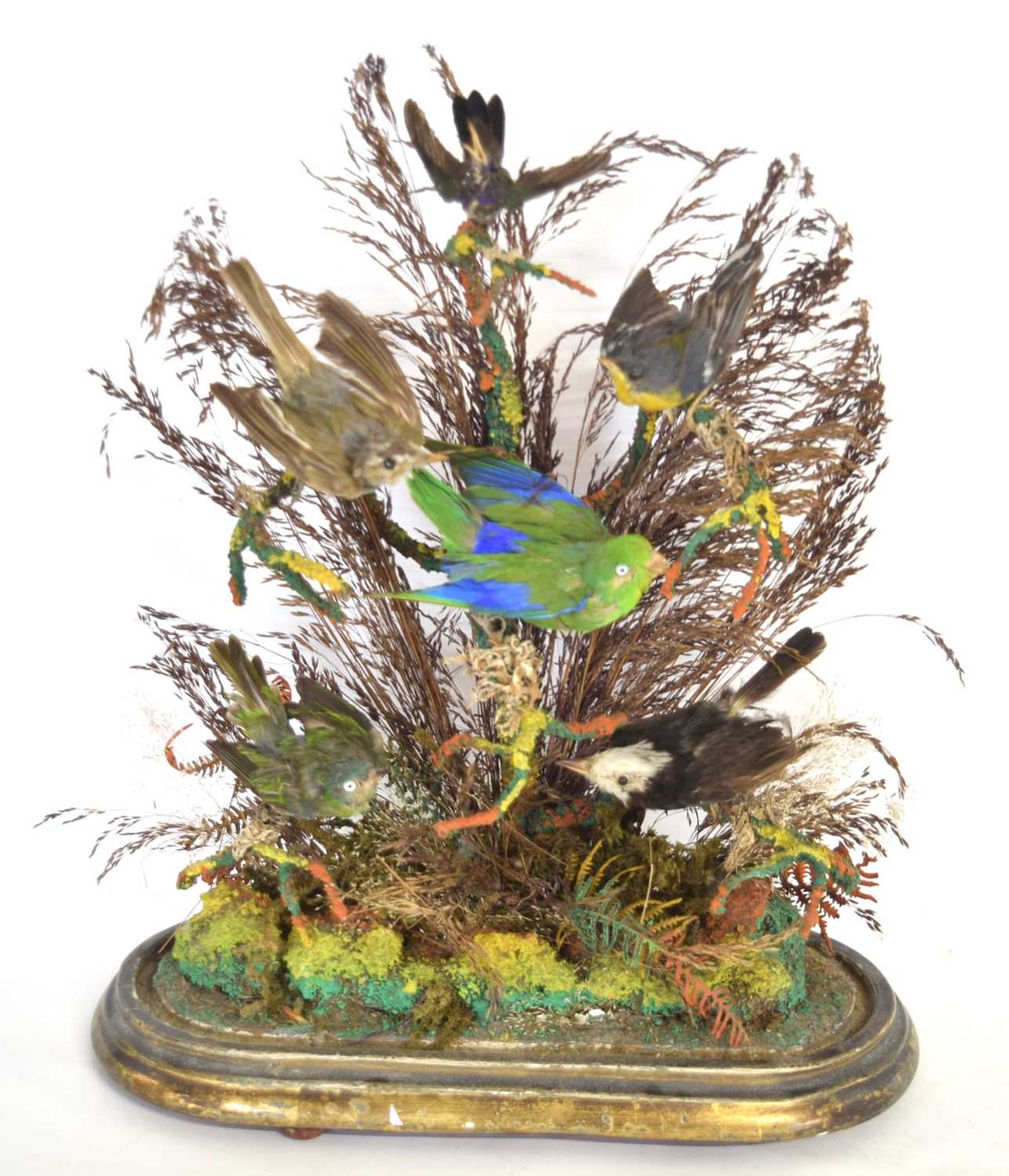 Victorian taxidermy diorama of 6 birds of paradise/ exotic birds set under glass dome in - Image 4 of 5