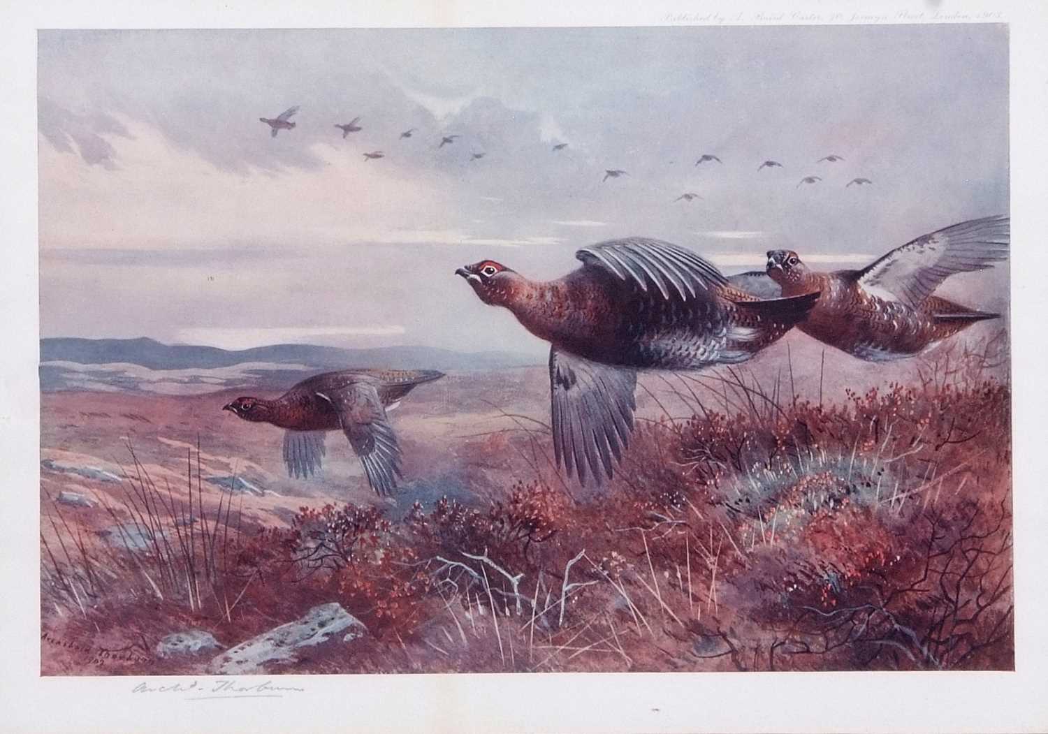 Archibald T. Thorburn (1860-1935), A set of twelve; Gamebirds, Wildfowl and Shorebirds, coloured - Image 7 of 25