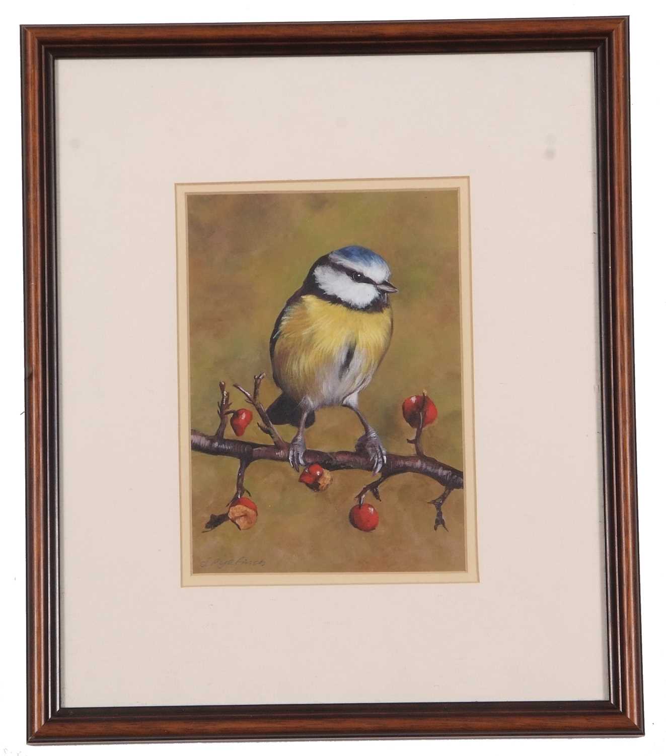 Sarah Pyefinch (British, 20th/ 21st century), Bluetit, gouache, signed,12x17cm, framed and glazed - Image 2 of 2