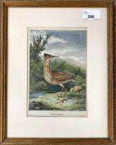 Samuel Howitt (circa 1756-1822), Bittern, handcoloured engraving,13x19cm, framed and glazed.