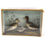 Taxidermy case of brace of Eurasian Teal ducks (Anas crecca) and small common Sand Piper set in