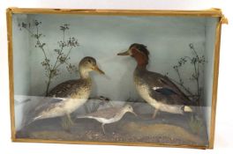Taxidermy case of brace of Eurasian Teal ducks (Anas crecca) and small common Sand Piper set in