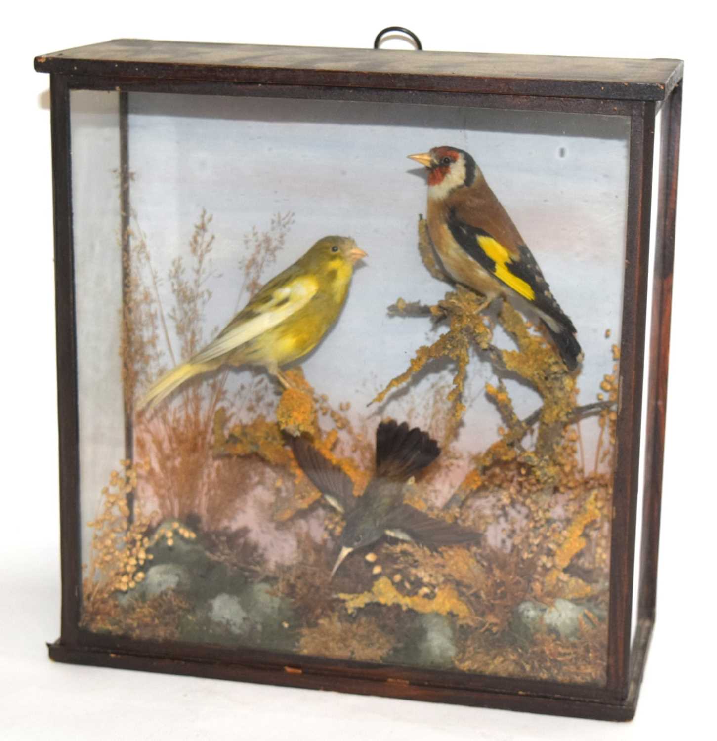 Late 19th /Early 20th century taxidermy naturalistic setting case of a gold finch, Canary, and a