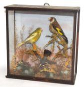 Late 19th /Early 20th century taxidermy naturalistic setting case of a gold finch, Canary, and a