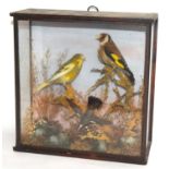 Late 19th /Early 20th century taxidermy naturalistic setting case of a gold finch, Canary, and a