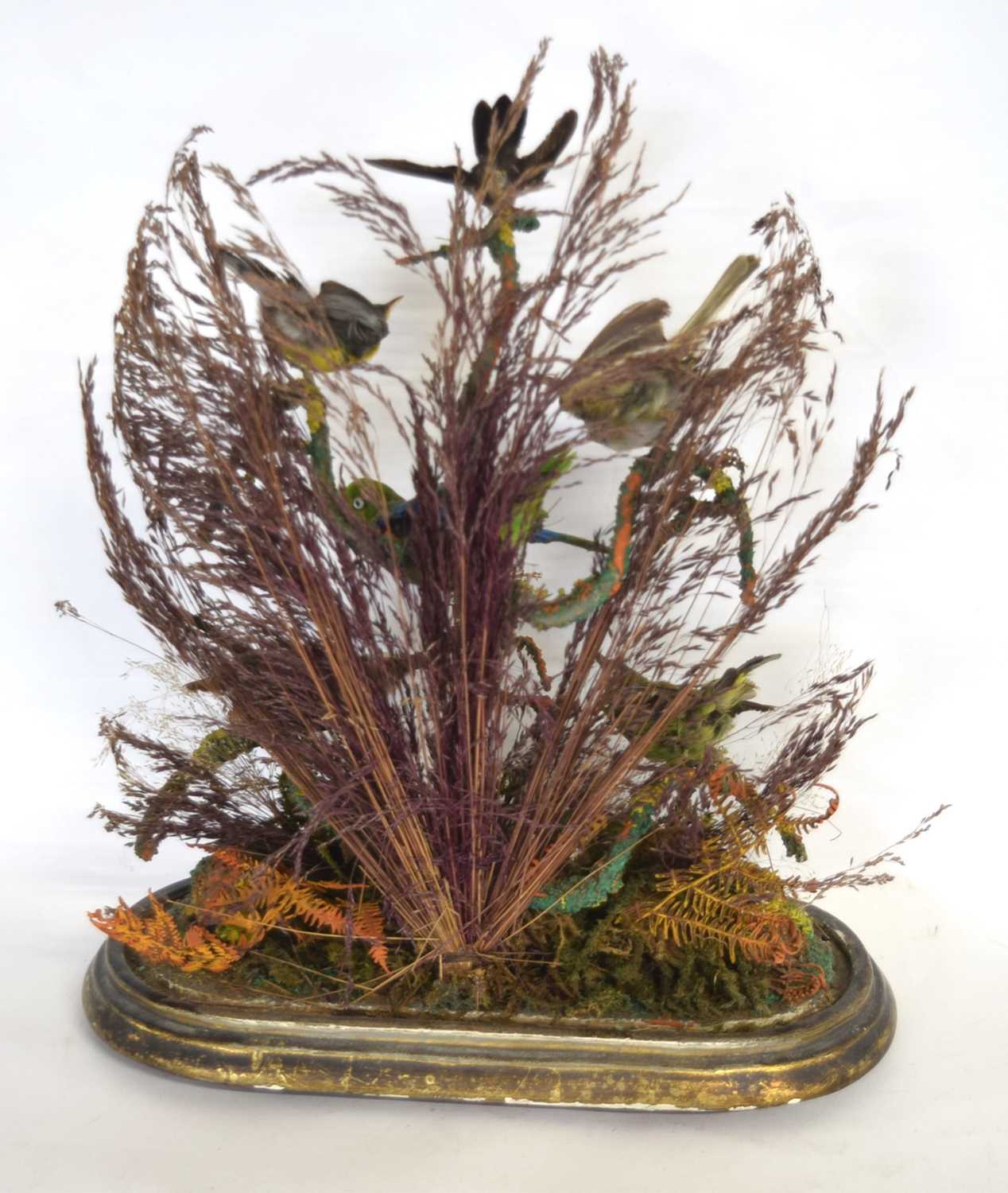 Victorian taxidermy diorama of 6 birds of paradise/ exotic birds set under glass dome in - Image 5 of 5