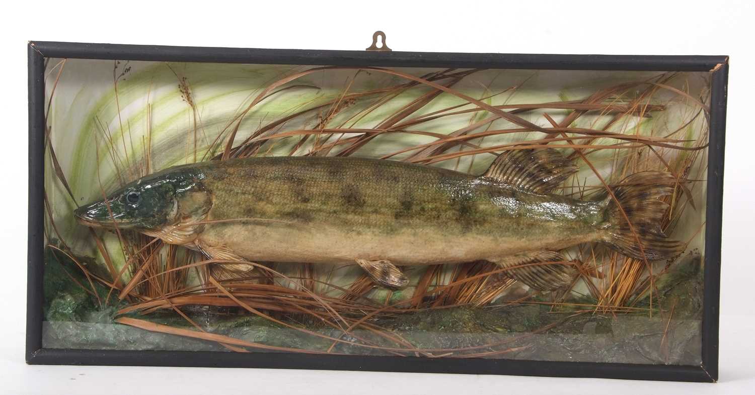 Taxidermy little Pike, set in black painted pinewood case in naturalistic setting with green painted - Image 2 of 2