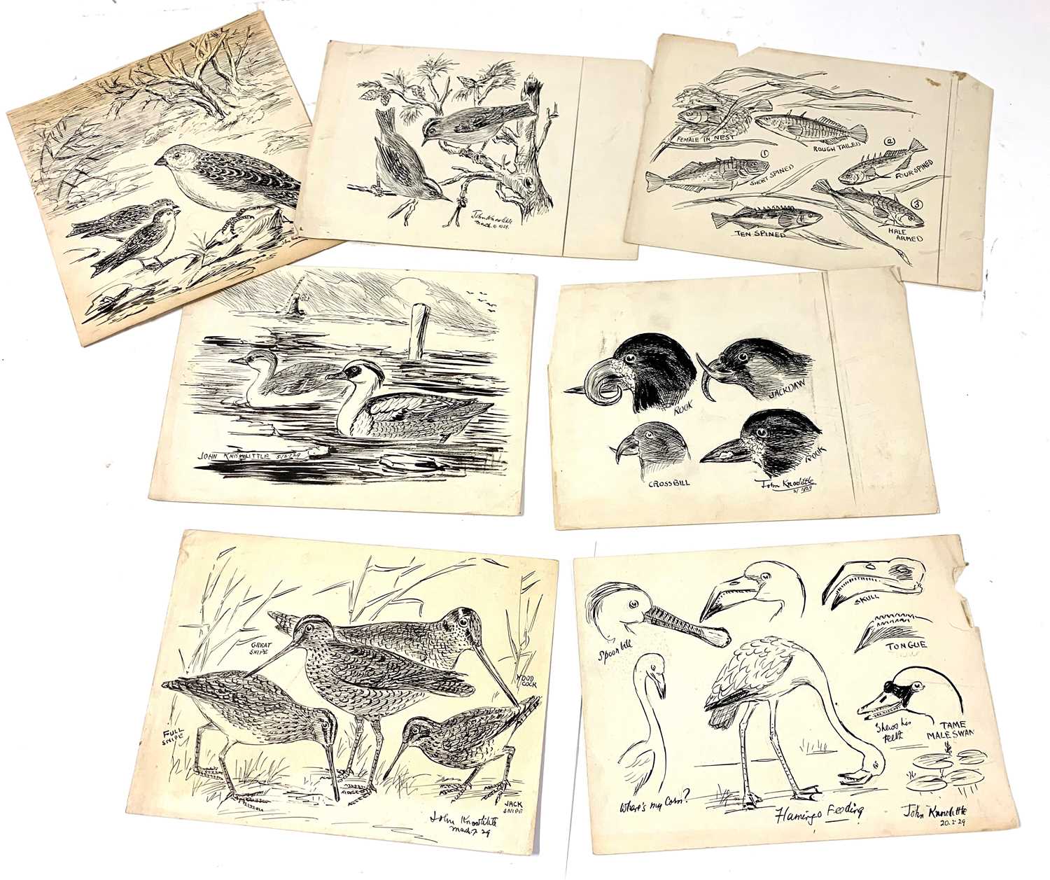 John Knowlittle (Arthur H.Patterson), Seven pen and ink ornithological / wildlife studies on