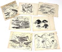 John Knowlittle (Arthur H.Patterson), Seven pen and ink ornithological / wildlife studies on