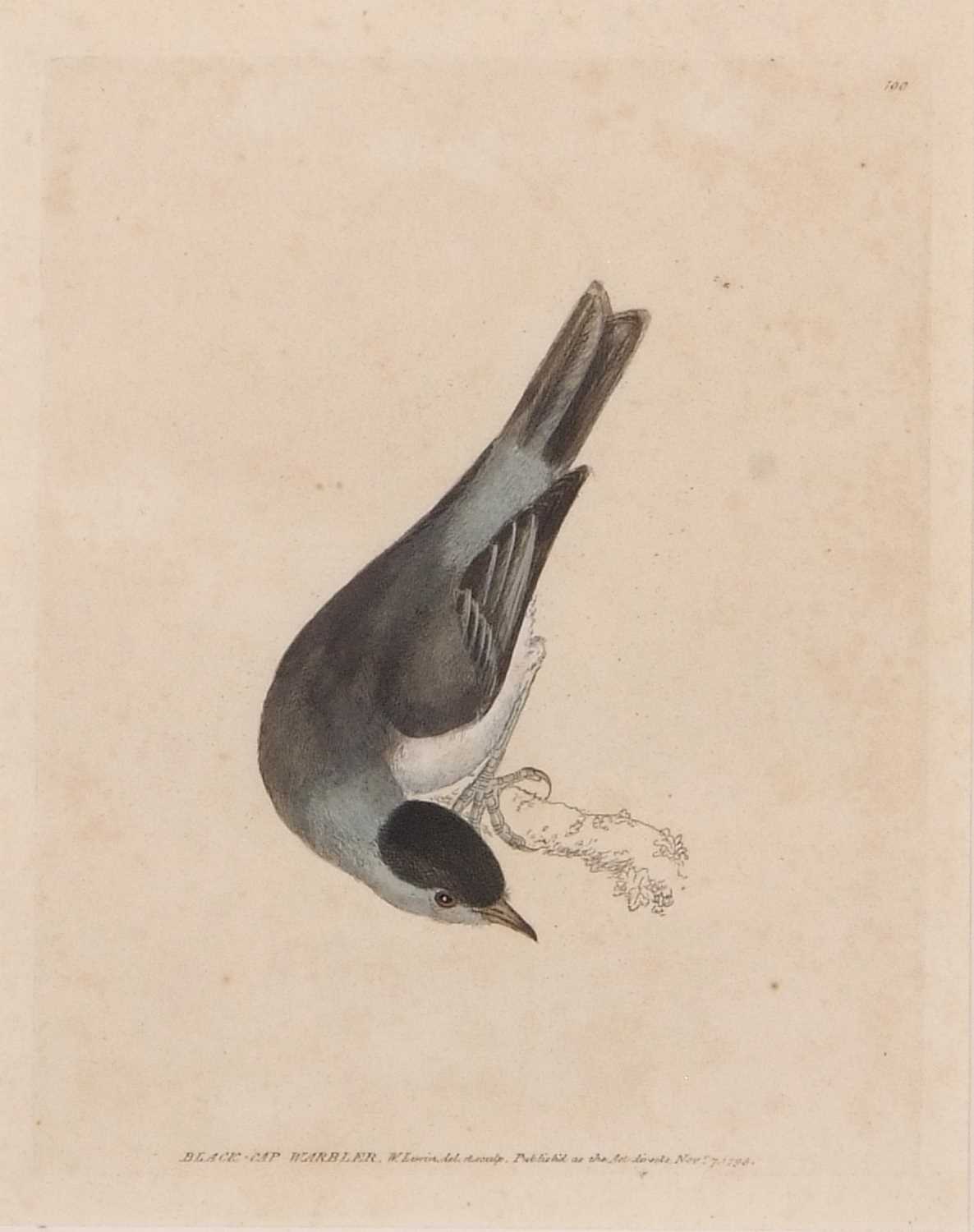 William Lewin (British,18th century), 'Black Cap Warbler' and 'Female Black Cap Warbler' hand - Image 3 of 5