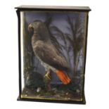 Victorian / Early 20th Century Taxidermy cased African grey Parrot (Psittacus erithacus) by