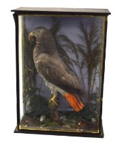 Victorian / Early 20th Century Taxidermy cased African grey Parrot (Psittacus erithacus) by