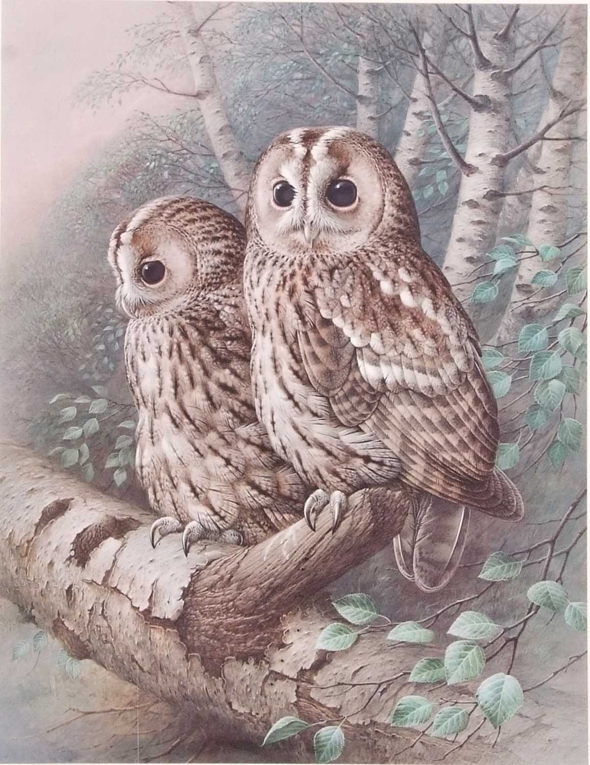 Raymond Watson (British, b.1935), Tawny Owls, collotype print in colours, pencil vignette and
