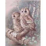 Raymond Watson (British, b.1935), Tawny Owls, collotype print in colours, pencil vignette and