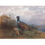 Cuthbert Edmund Swan (British,1870-1931), Ring Necked and Hen Pheasant, watercolour, signed and