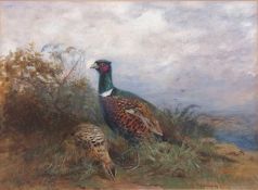 Cuthbert Edmund Swan (British,1870-1931), Ring Necked and Hen Pheasant, watercolour, signed and
