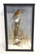 A very good quality 21st century taxidermy winter diorama of a Robin and Wren in winter diorama