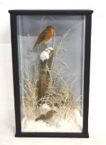 A very good quality 21st century taxidermy winter diorama of a Robin and Wren in winter diorama