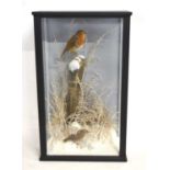 A very good quality 21st century taxidermy winter diorama of a Robin and Wren in winter diorama