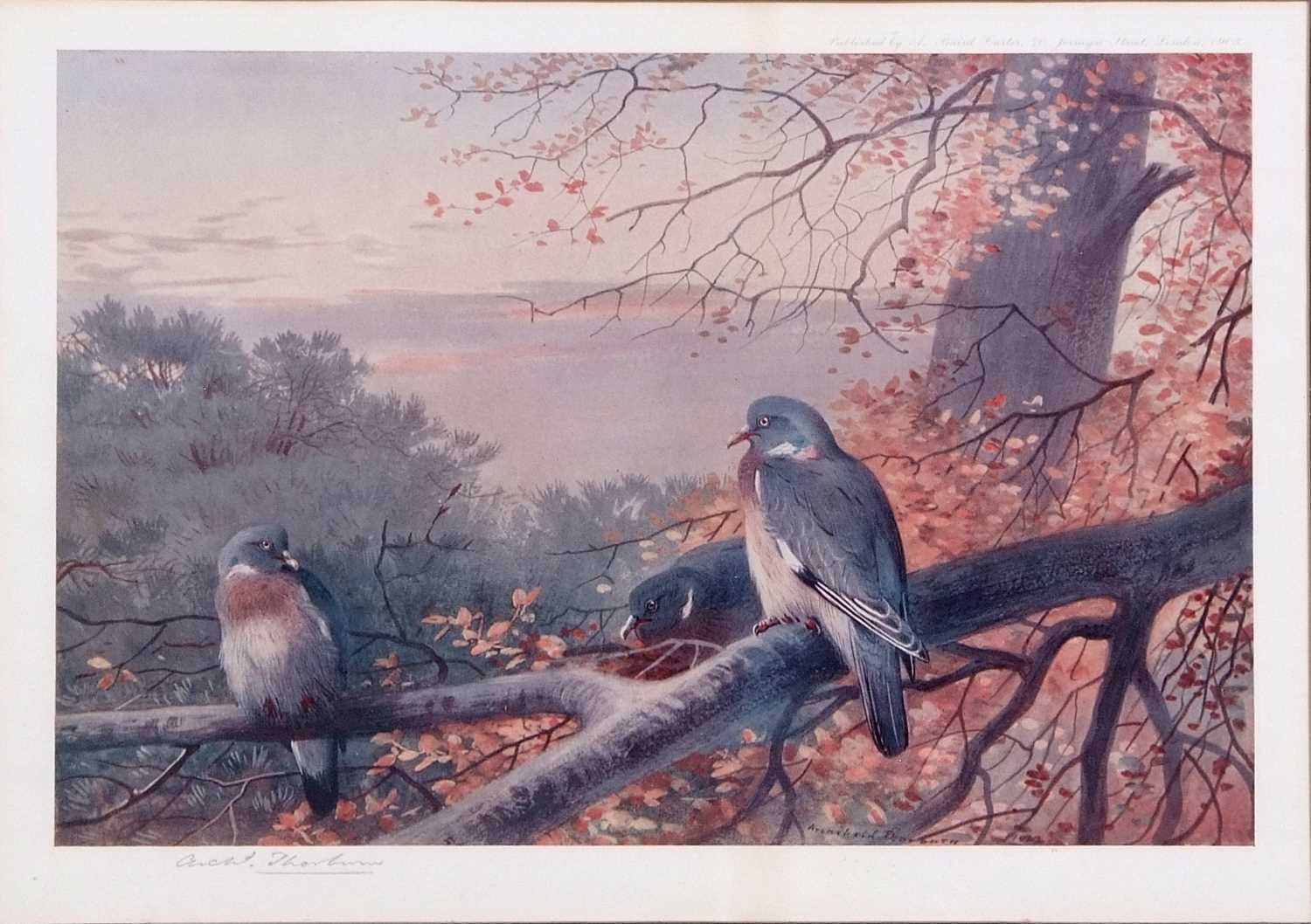 Archibald T. Thorburn (1860-1935), A set of twelve; Gamebirds, Wildfowl and Shorebirds, coloured - Image 9 of 25