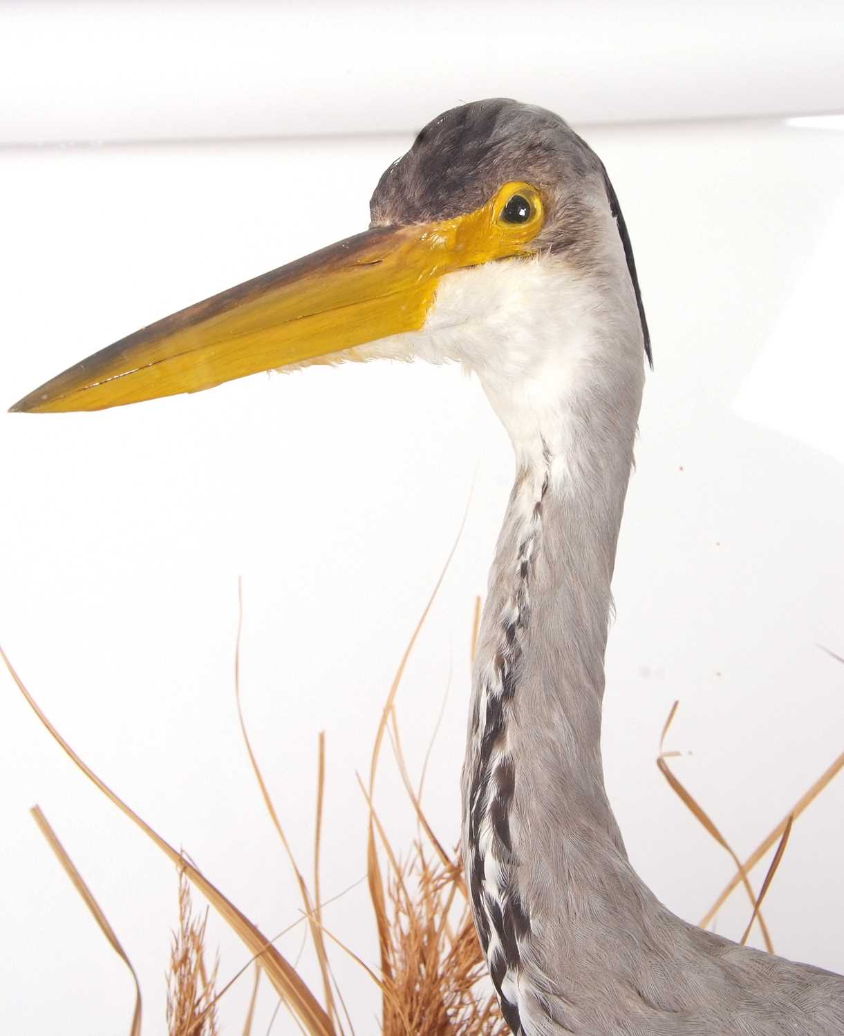 Taxidermy Grey Heron (Ardea cinerea) set in naturalistic setting with reeds, perched on rock. Pebble - Image 3 of 3