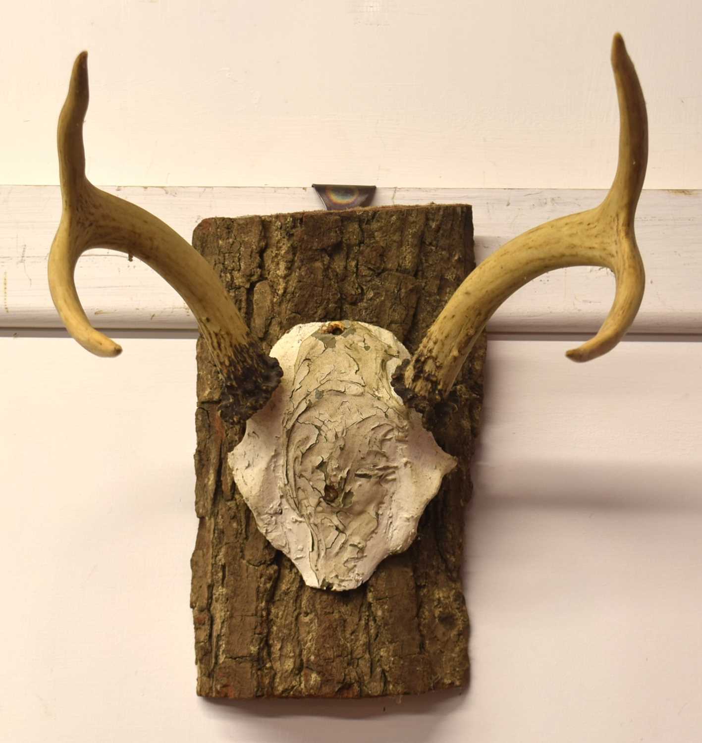 American white tail deer (Odocoileus virginianus) top of skull and antlers mounted on log - Image 2 of 2