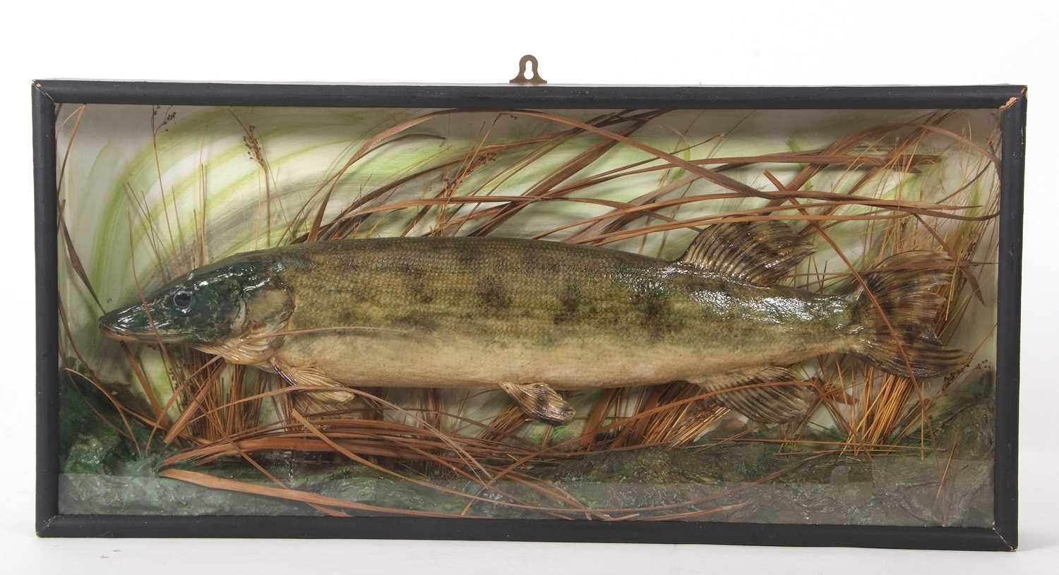 Taxidermy little Pike, set in black painted pinewood case in naturalistic setting with green painted
