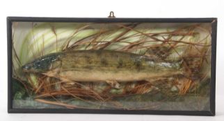 Taxidermy little Pike, set in black painted pinewood case in naturalistic setting with green painted