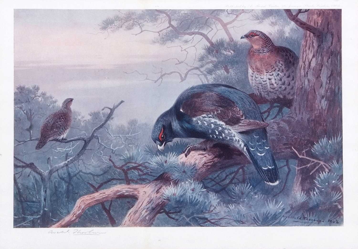 Archibald T. Thorburn (1860-1935), A set of twelve; Gamebirds, Wildfowl and Shorebirds, coloured - Image 5 of 25
