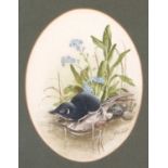 John Last (1941-1990), 'Pygmy Shrew' watercolour in oval, signed, 6x21cm, framed and glazed