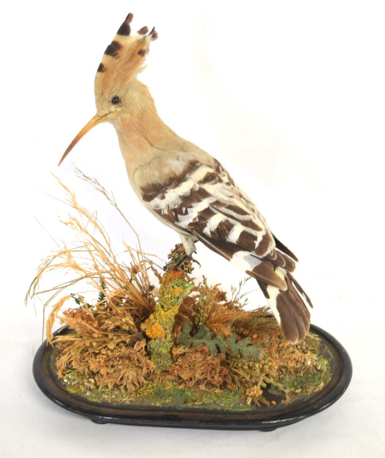 Late 19th /Early 20th century taxidermy Eurasian Hoopoe (Upupa epops) set under glass dome, - Image 2 of 3