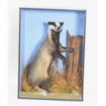 Modern Very large and very well done Taxidermy cased Eurasian Badger (meles meles) by Taxidermist