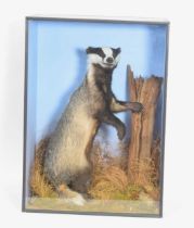 Modern Very large and very well done Taxidermy cased Eurasian Badger (meles meles) by Taxidermist