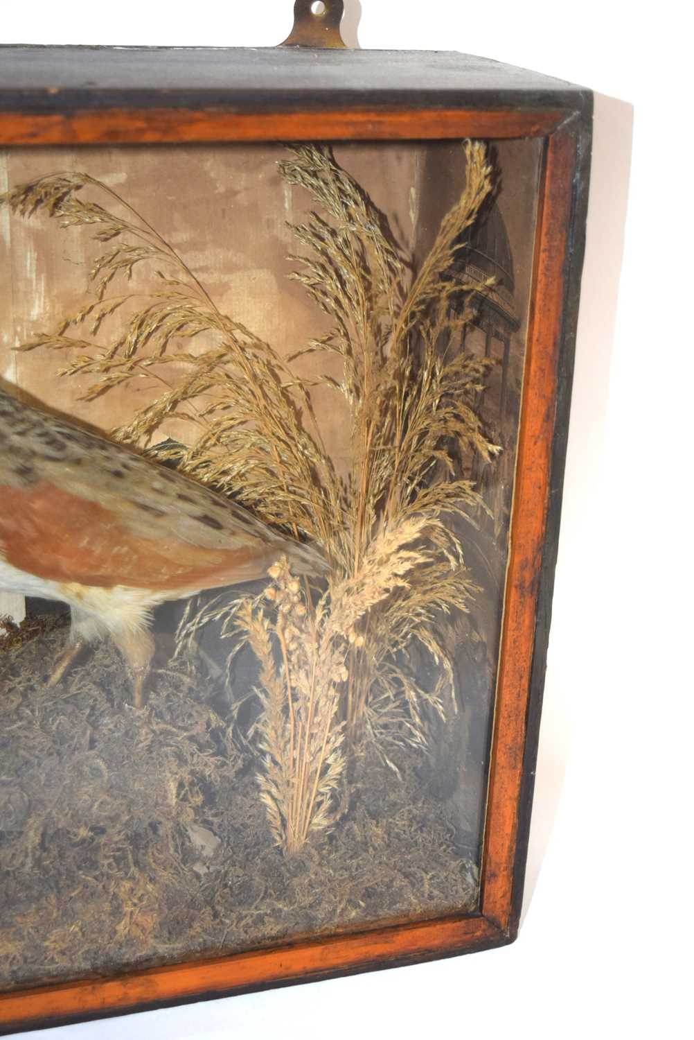 Victorian taxidermy cased Corncrake (crex crex) in pine wooden case. Set in naturalistic setting - Image 3 of 7