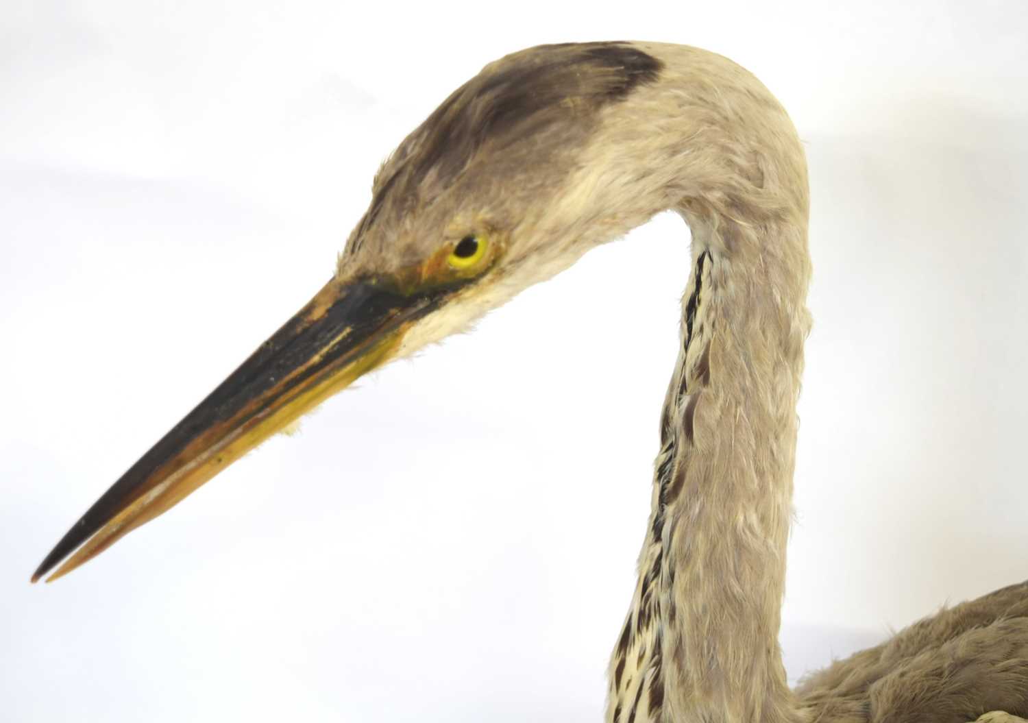 20th century uncased and unattributed Taxidermy Grey Heron (Ardea cinerea) on pine wooden base - Image 3 of 4